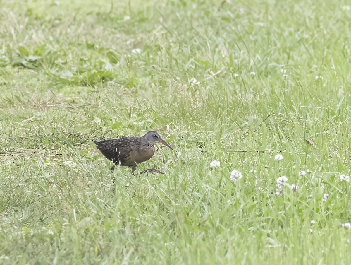 Virginia Rail - ML638937922