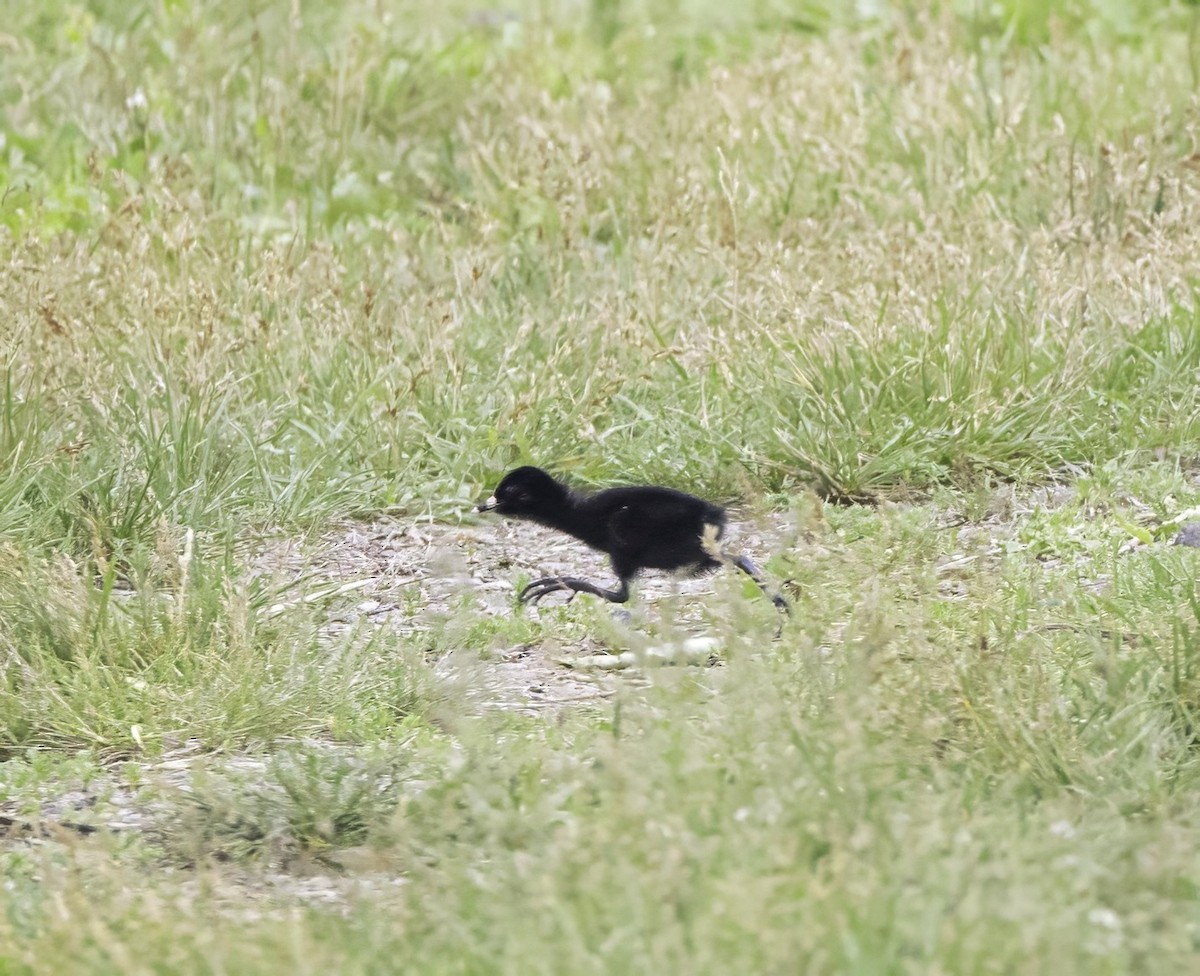 Virginia Rail - ML638937926