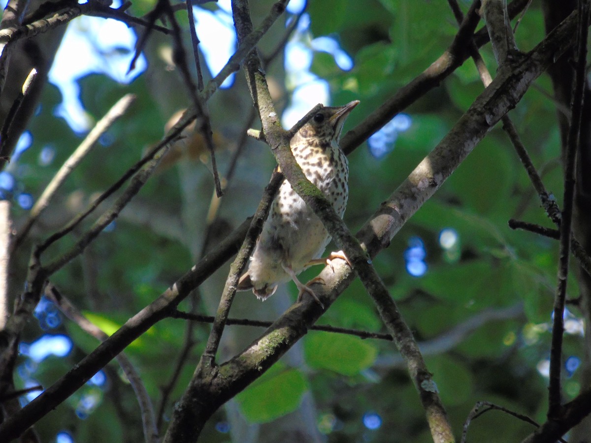 Song Thrush - ML638937928