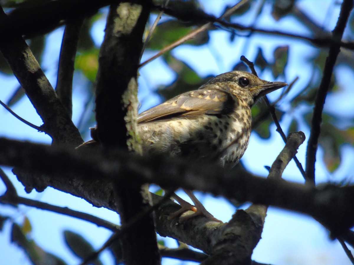 Song Thrush - ML638937929