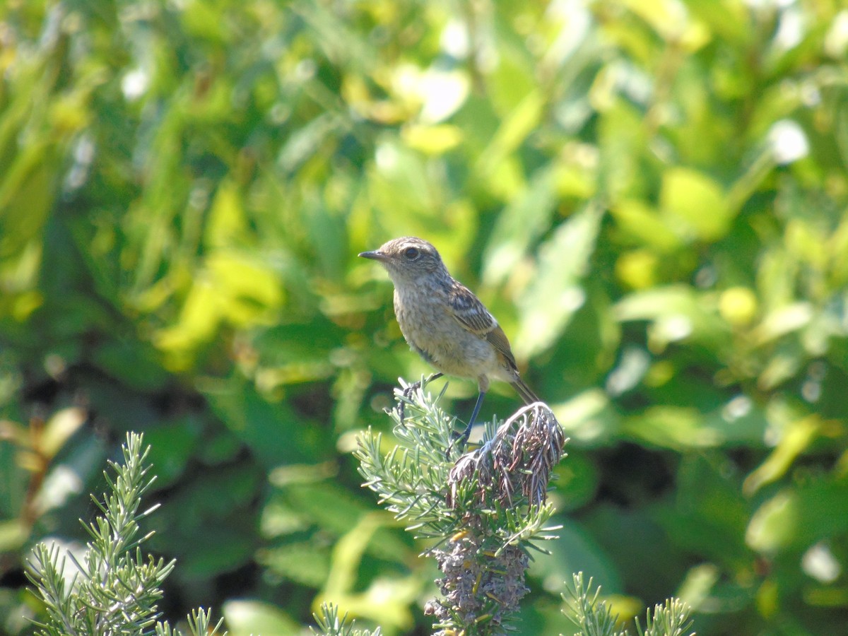 European Stonechat - ML638937932