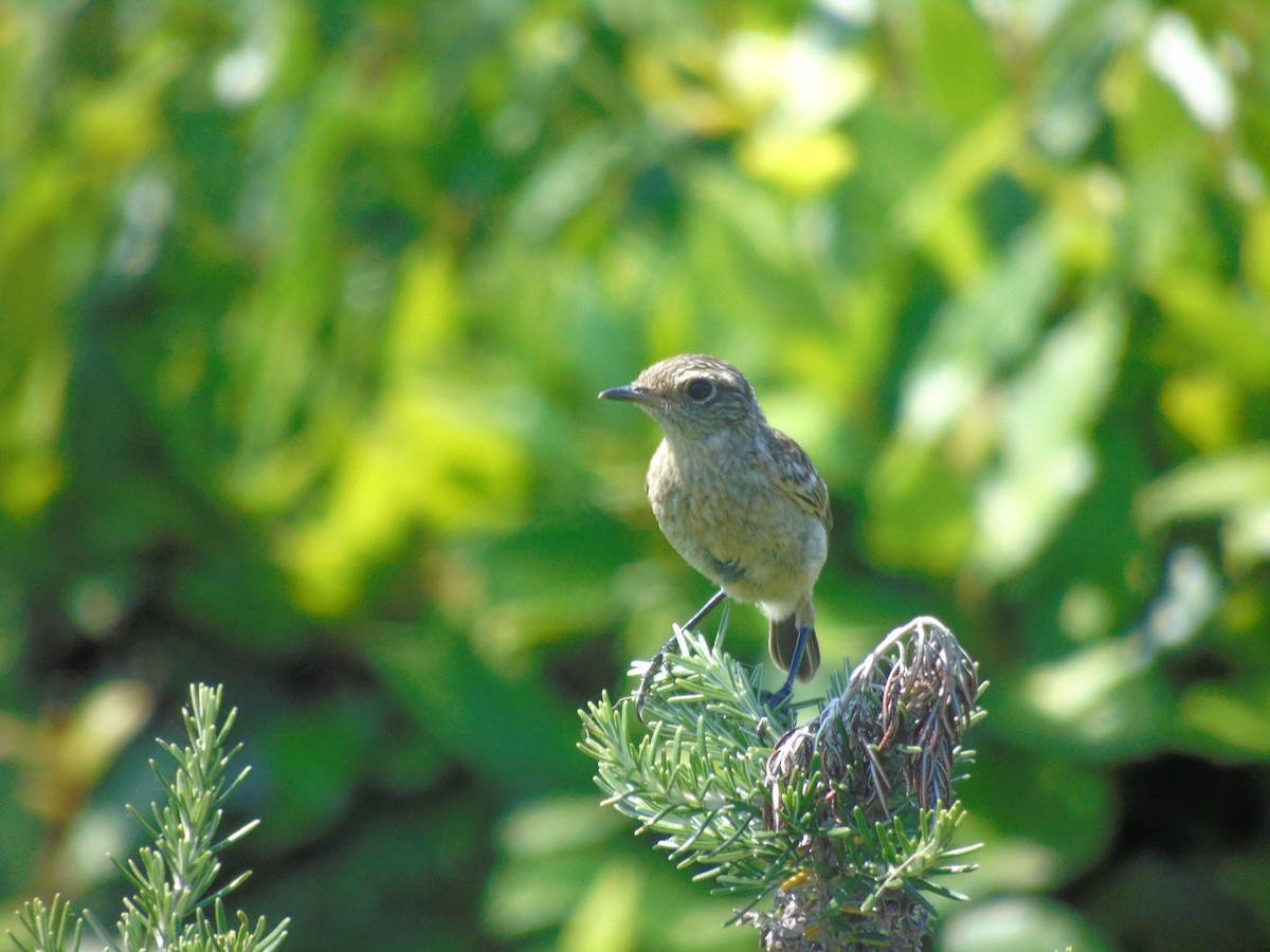 European Stonechat - ML638937933