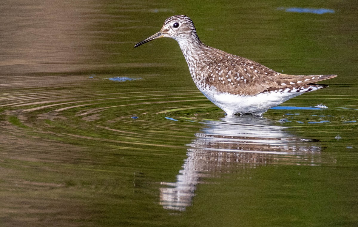 Solitary Sandpiper - ML638937980