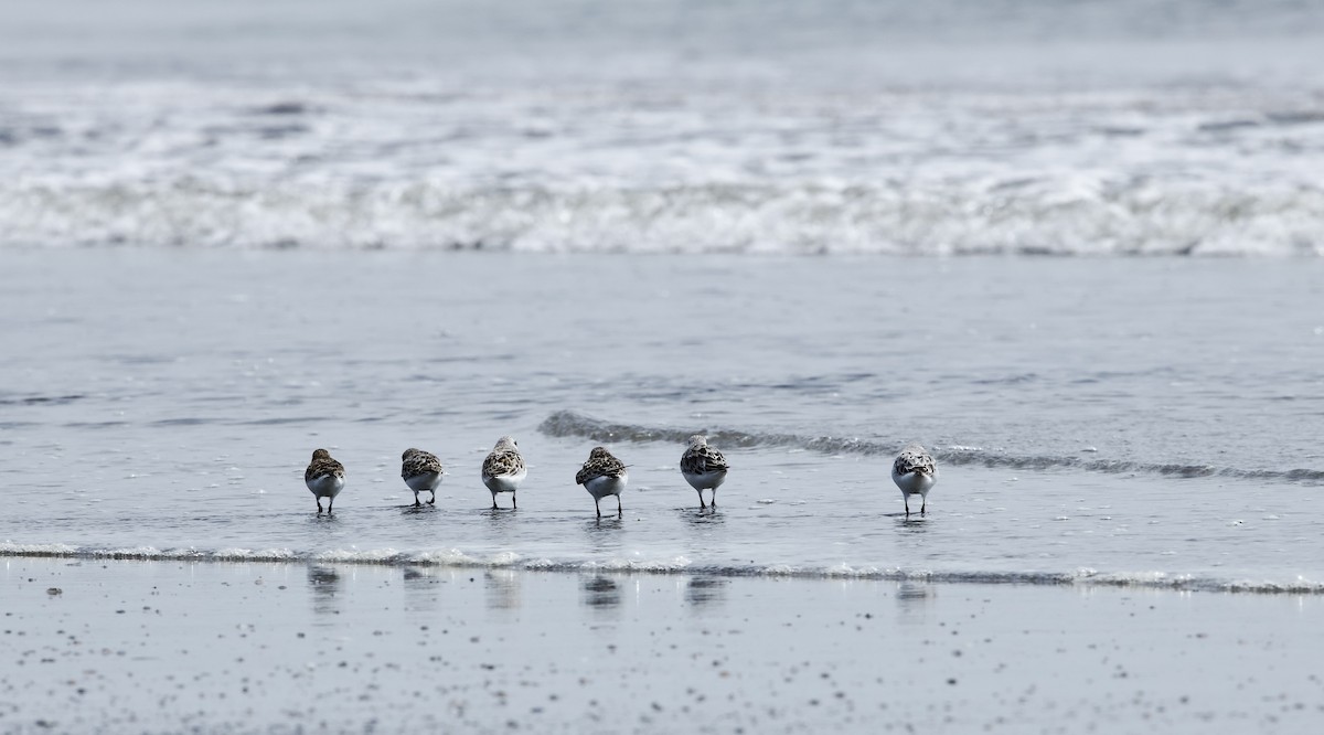 Sanderling - ML638938035