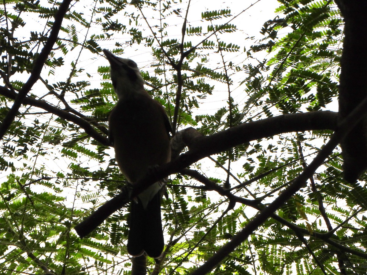 Eurasian Jay - ML638938082