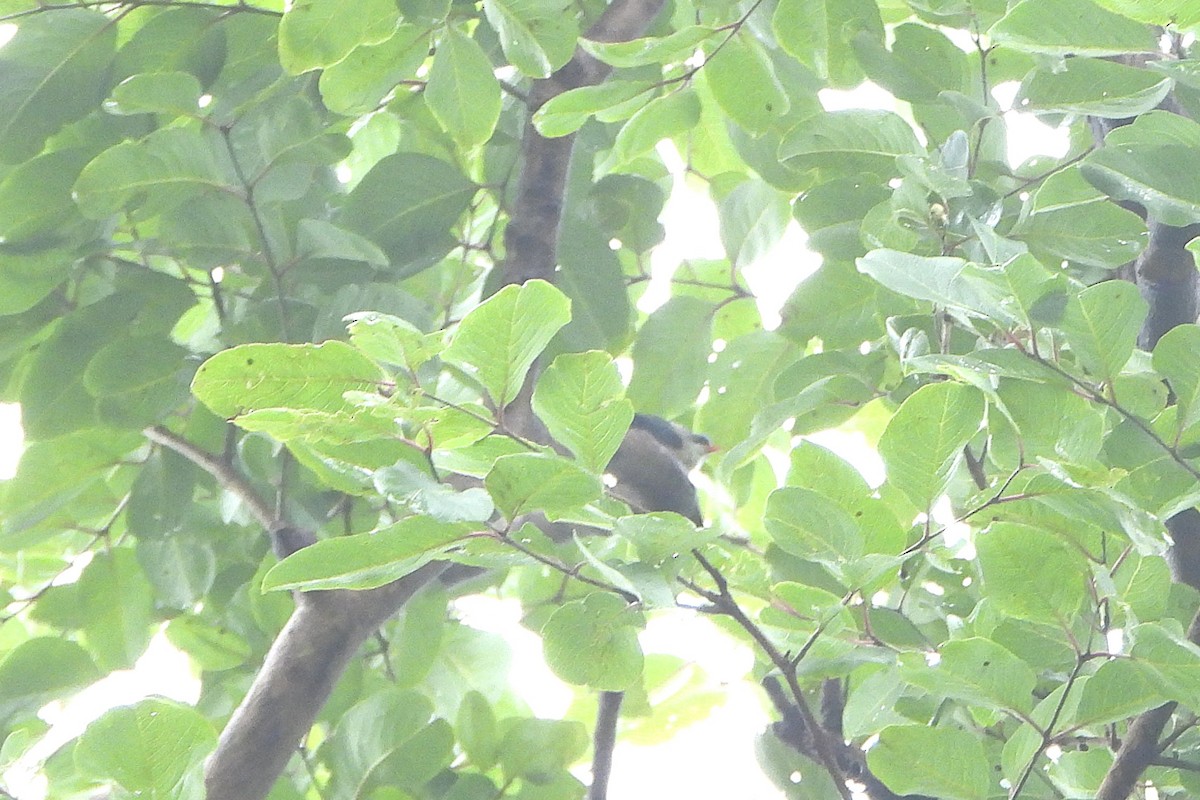 Velvet-fronted Nuthatch - ML638938092