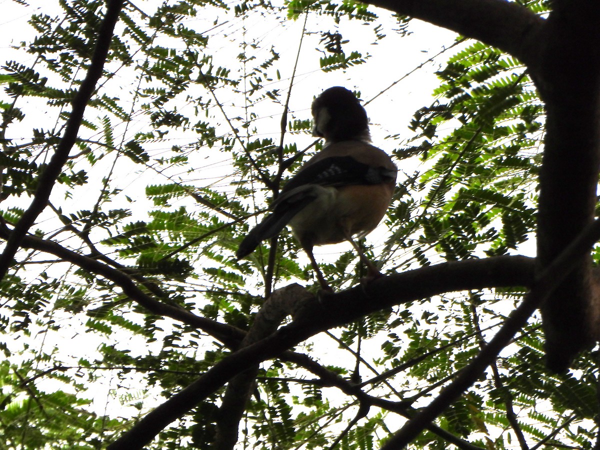 Eurasian Jay - ML638938099