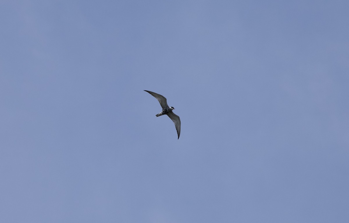 Whiskered Tern - ML638938104