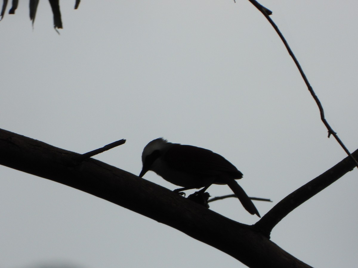 White-crested Laughingthrush - ML638938112