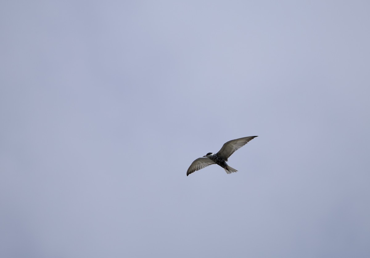 Whiskered Tern - ML638938129