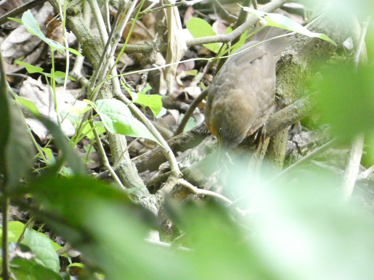 Rufous Babbler - ML638938142