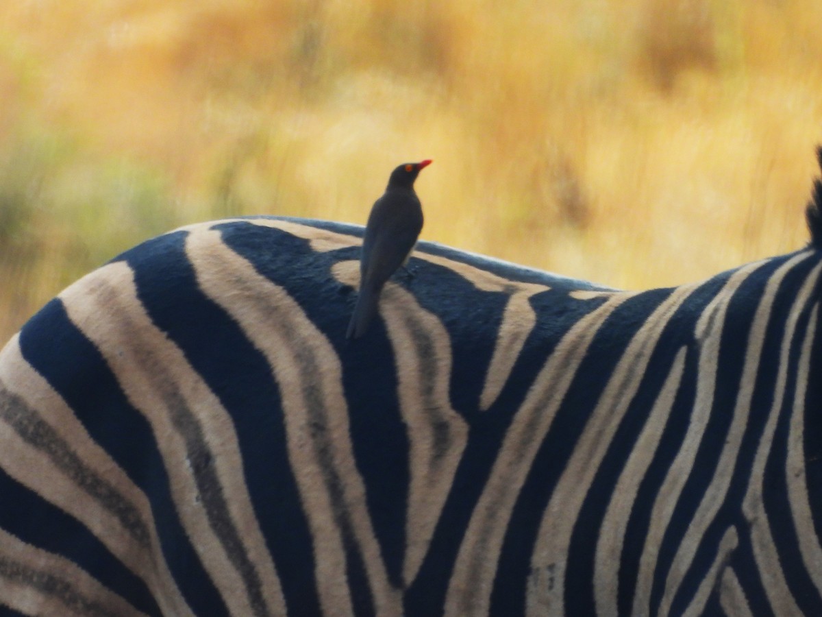 Red-billed Oxpecker - ML638938175