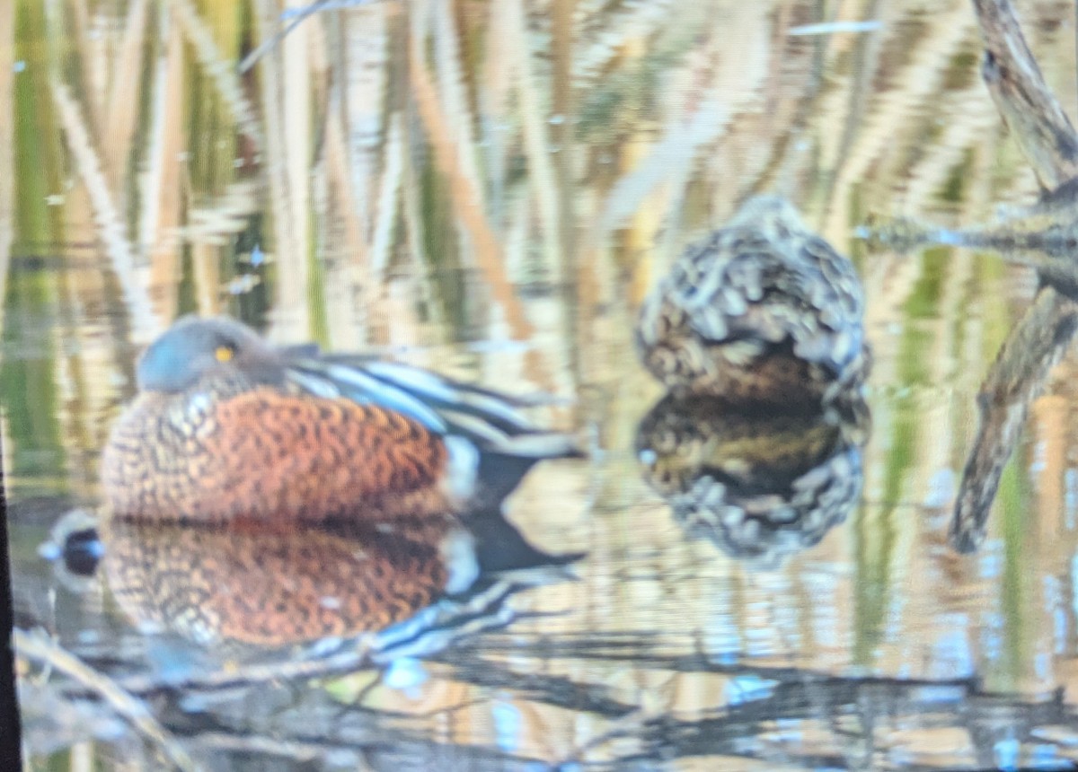 Australasian Shoveler - ML638938191