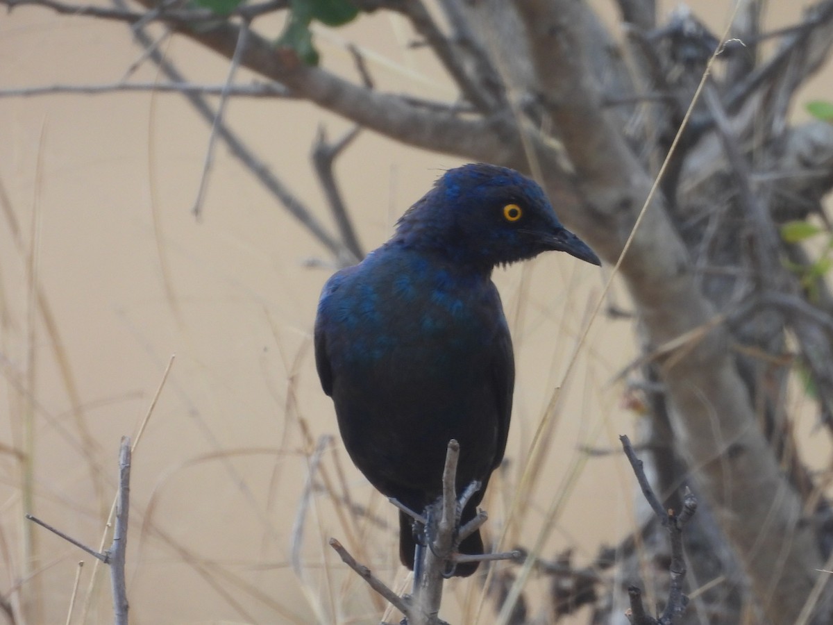 Greater Blue-eared Starling - ML638938217