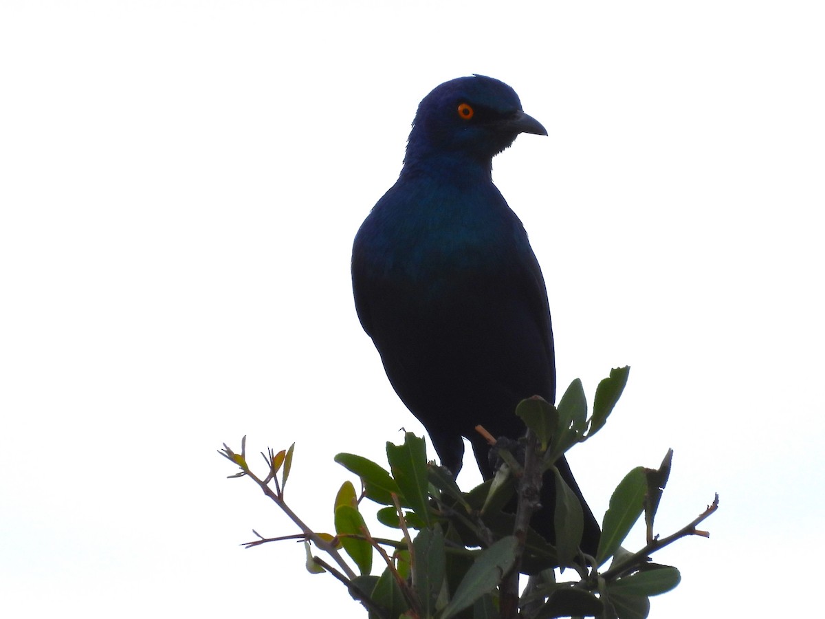 Greater Blue-eared Starling - ML638938220
