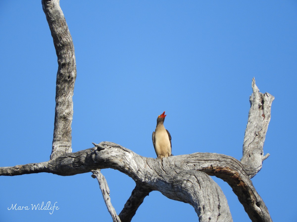 Red-billed Oxpecker - ML638938242