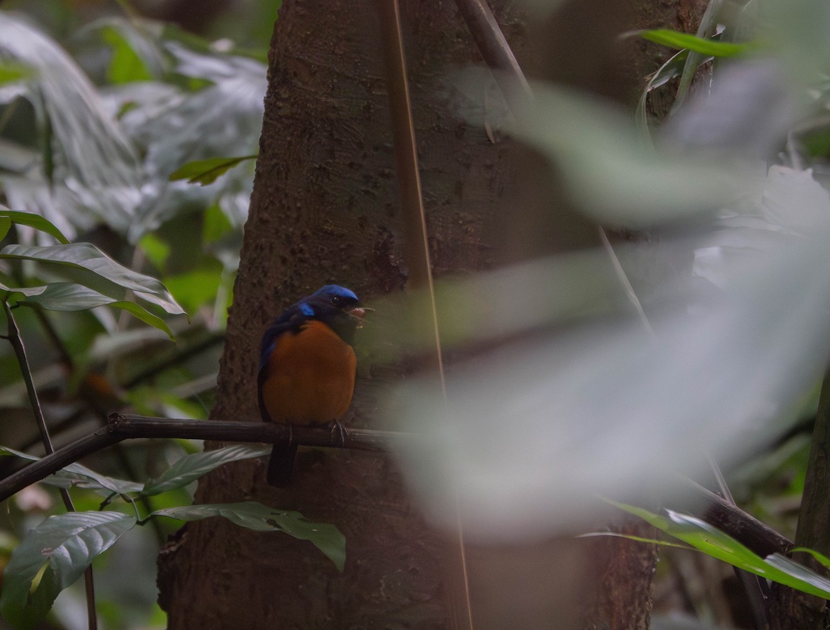 Davidblauschnäpper - ML638938334