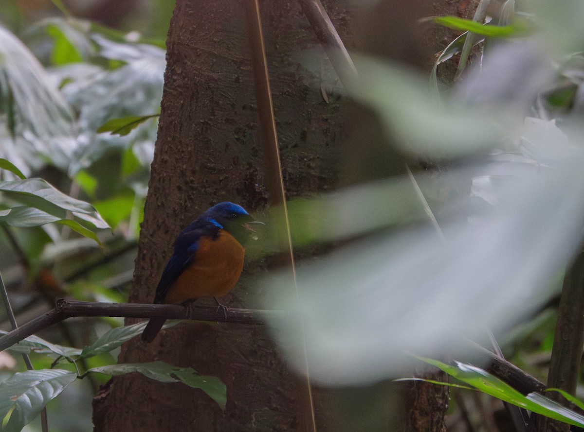 Davidblauschnäpper - ML638938335