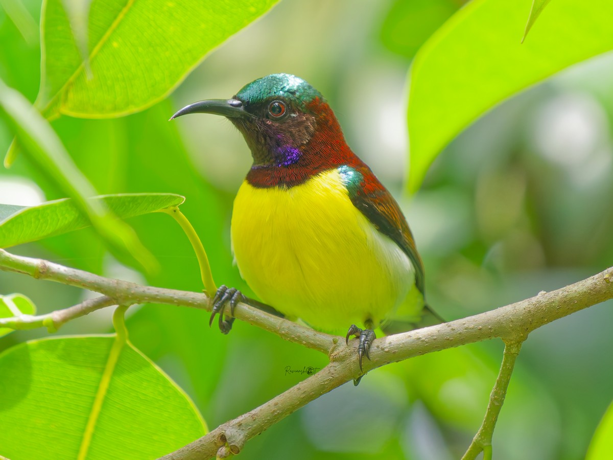 Purple-rumped Sunbird - ML638938350