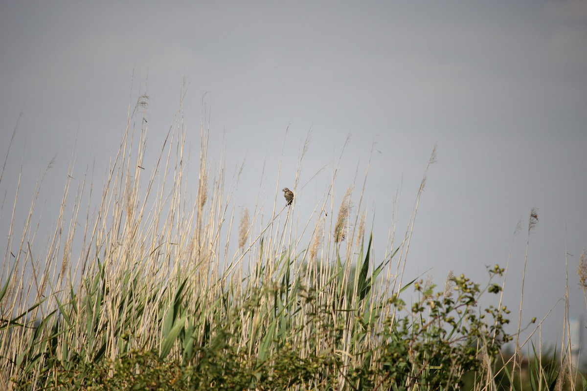 Corn Bunting - ML638938351