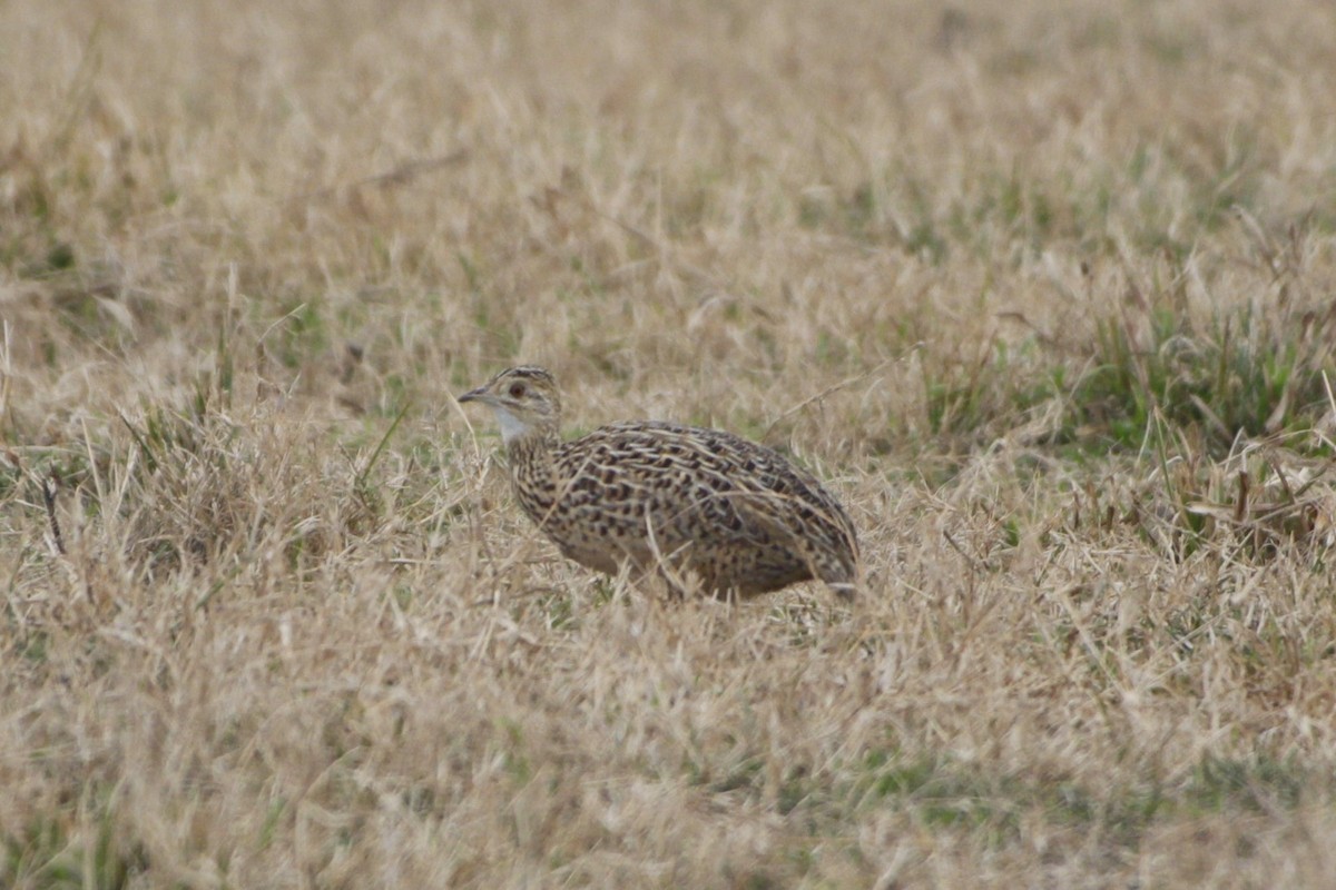 Spotted Nothura - ML638938352