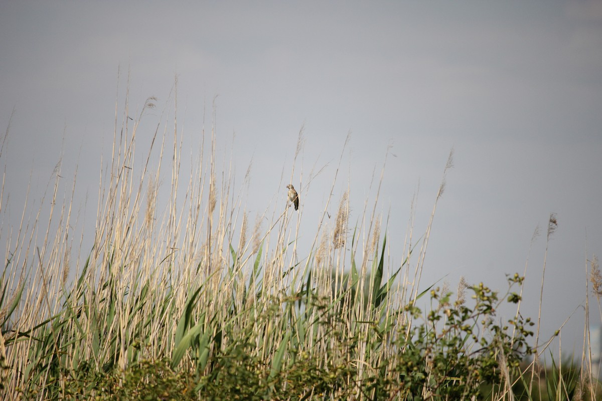 Corn Bunting - ML638938353