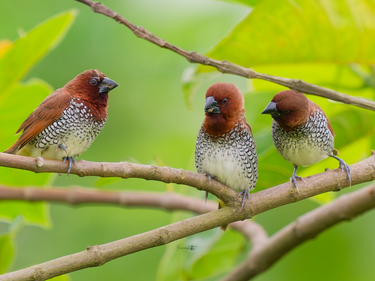 Scaly-breasted Munia - ML638938354