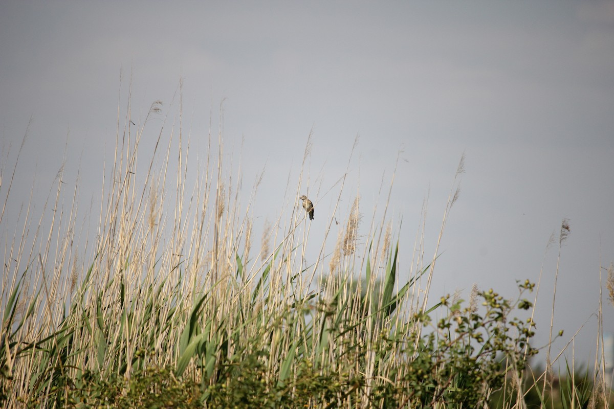 Corn Bunting - ML638938356