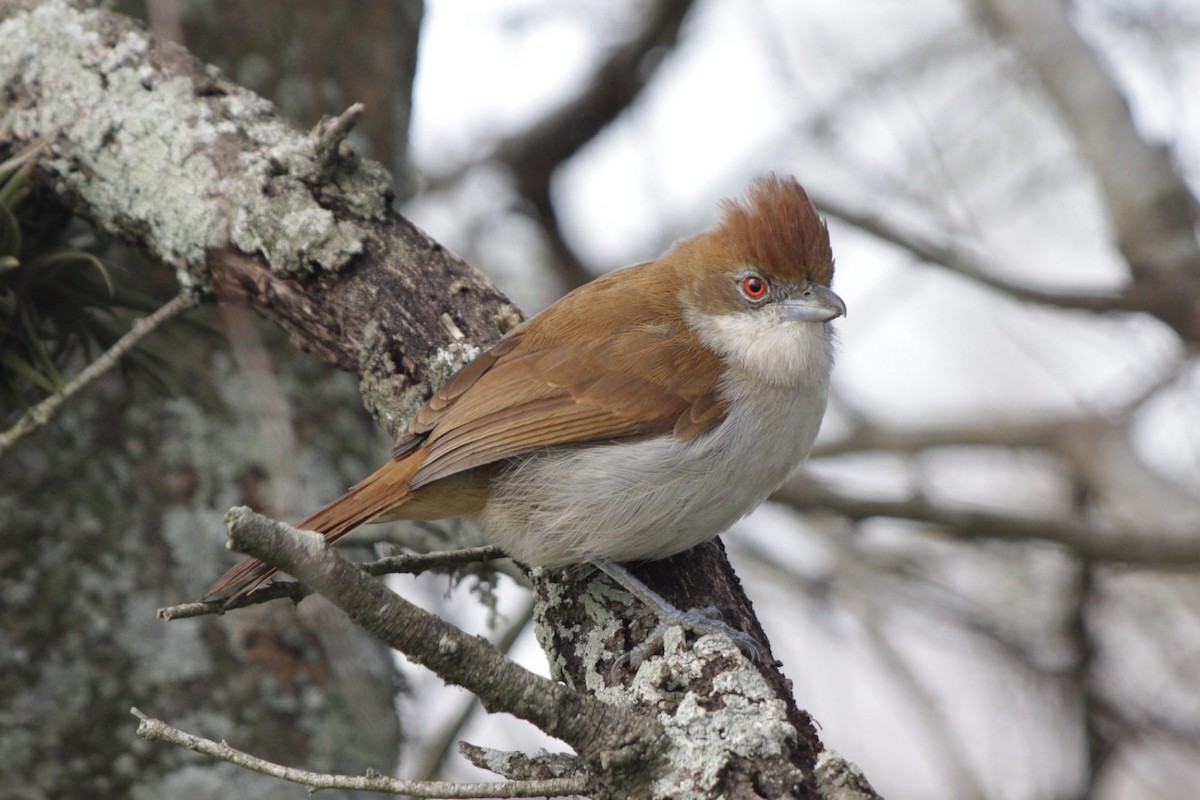 Great Antshrike - ML638938358