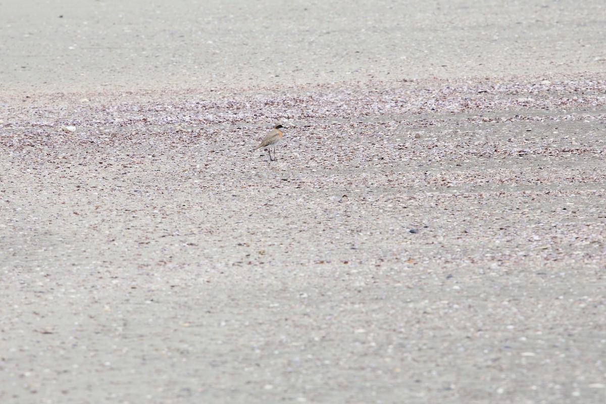 Siberian Sand-Plover - ML638938359
