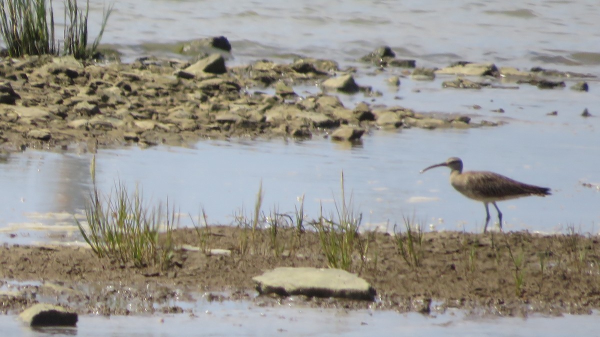 Whimbrel - ML638938360