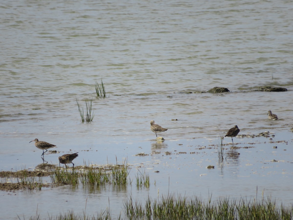 Whimbrel - ML638938363