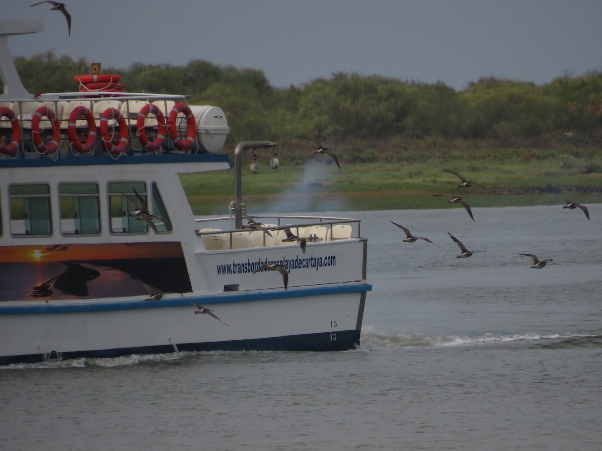 Whimbrel - ML638938364
