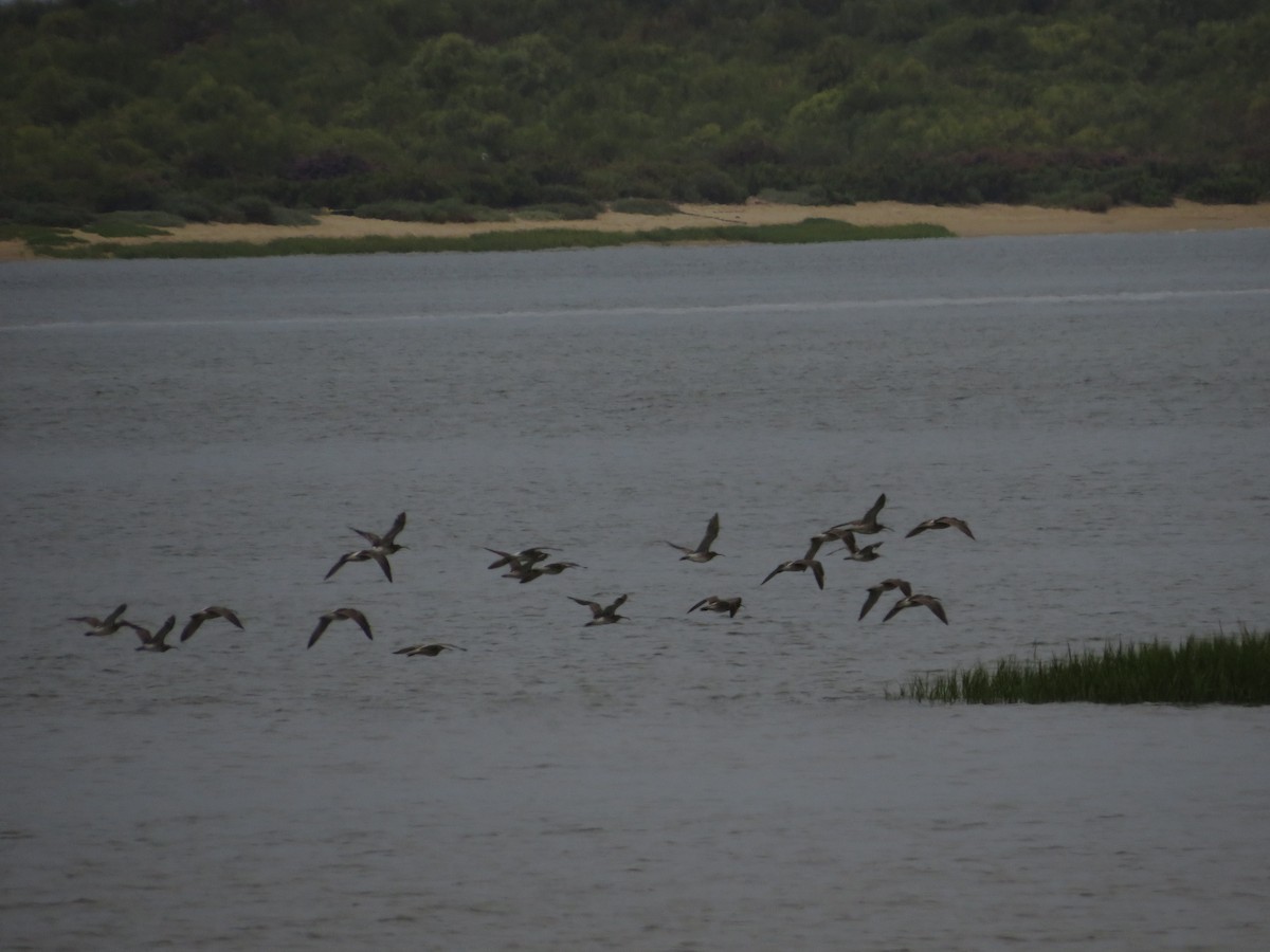 Whimbrel - ML638938365