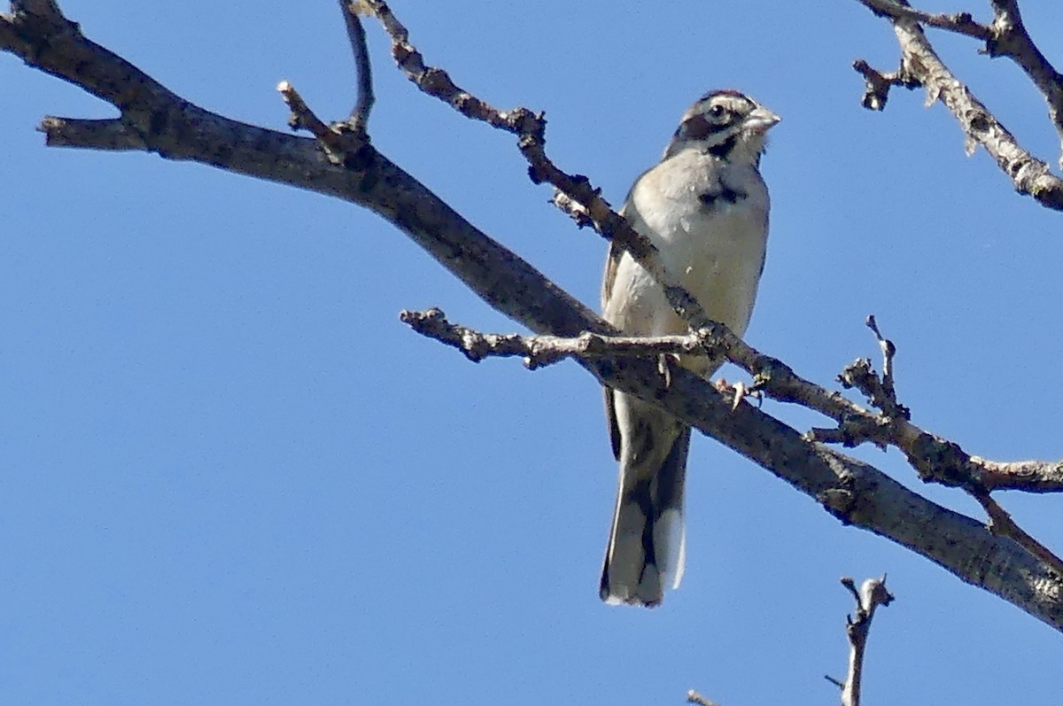 Lark Sparrow - ML638938369