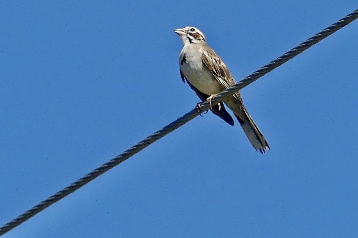 Lark Sparrow - ML638938370