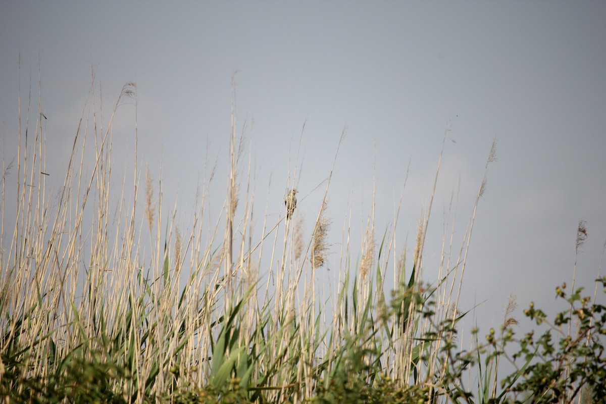 Corn Bunting - ML638938371