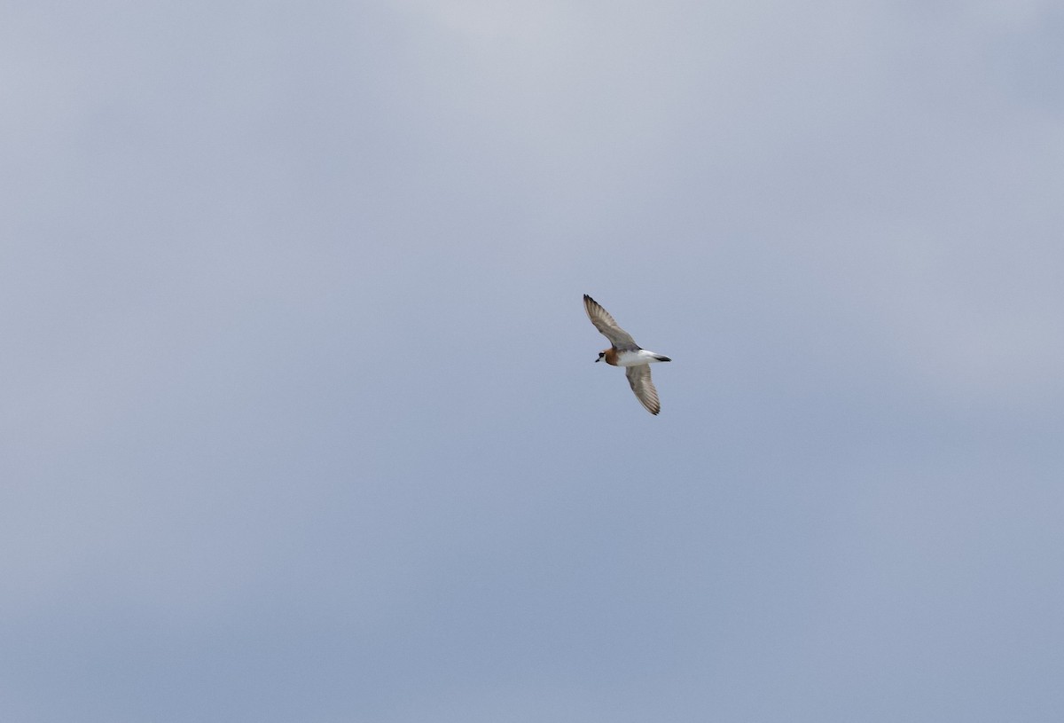 Siberian Sand-Plover - ML638938374