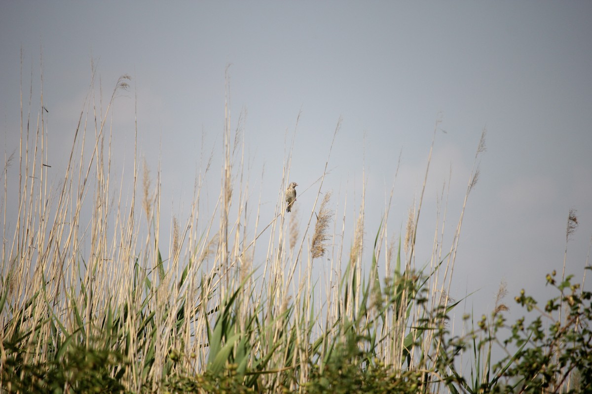 Corn Bunting - ML638938376