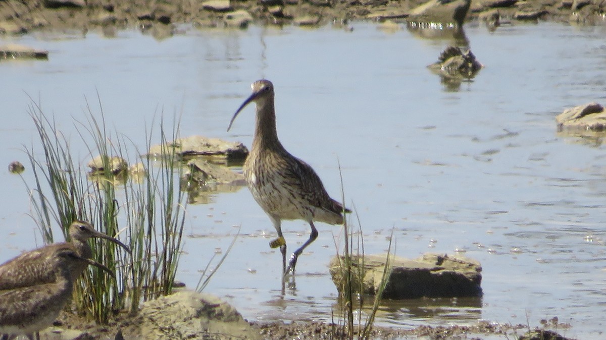 Eurasian Curlew - ML638938377