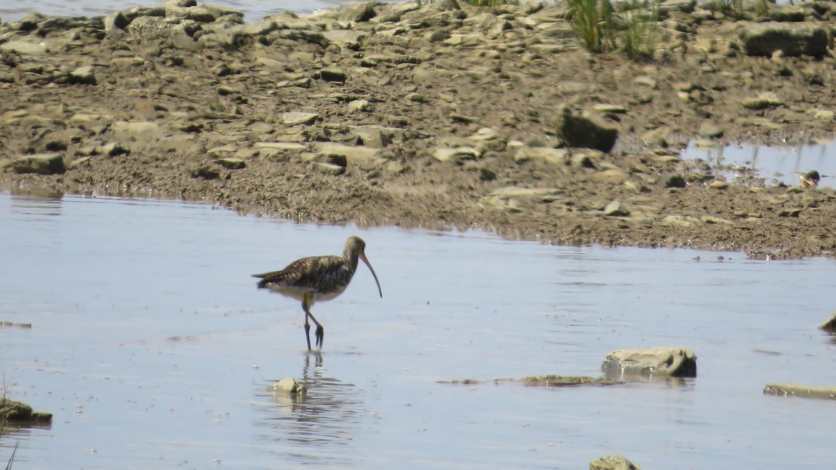 Eurasian Curlew - ML638938379