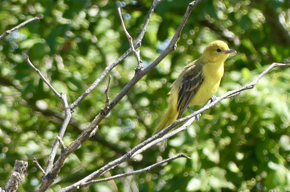 Orchard Oriole - ML638938381
