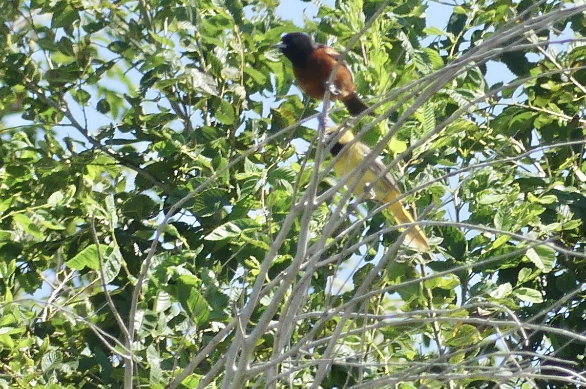 Orchard Oriole - ML638938382