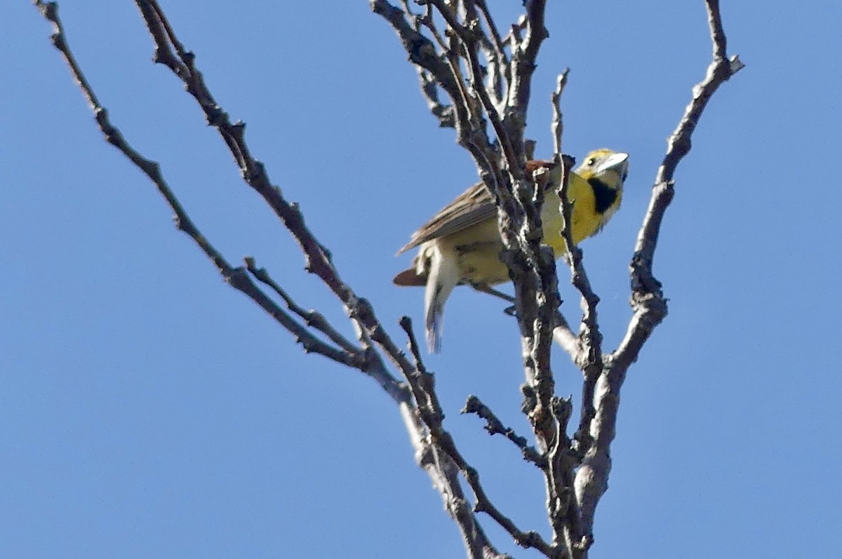 Dickcissel - ML638938411