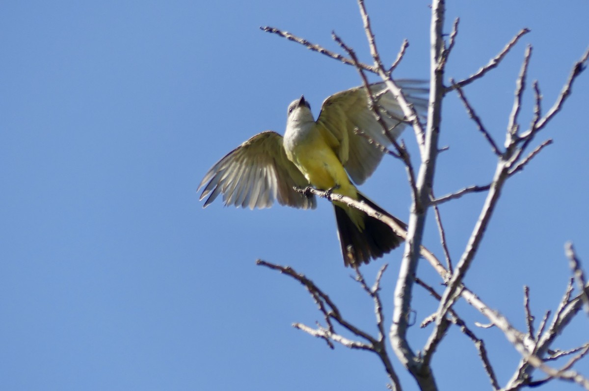 Western Kingbird - ML638938427