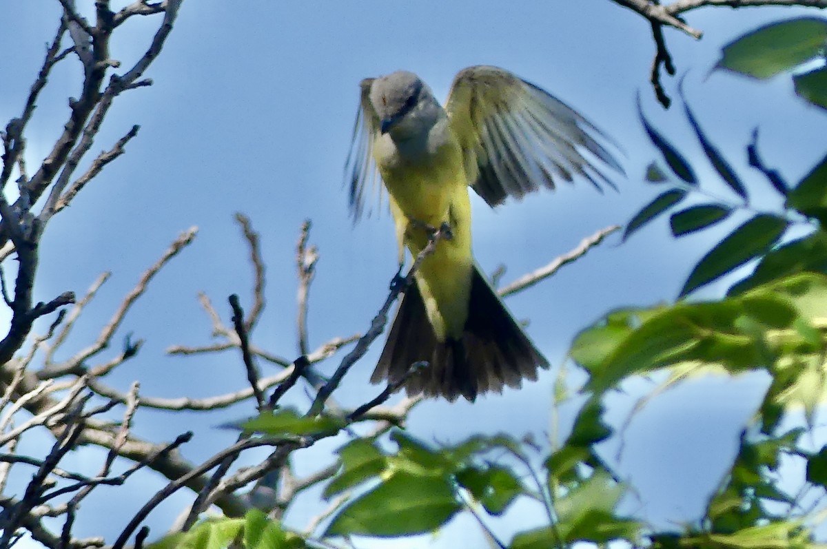 Western Kingbird - ML638938428