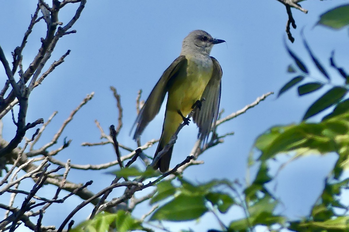 Western Kingbird - ML638938429