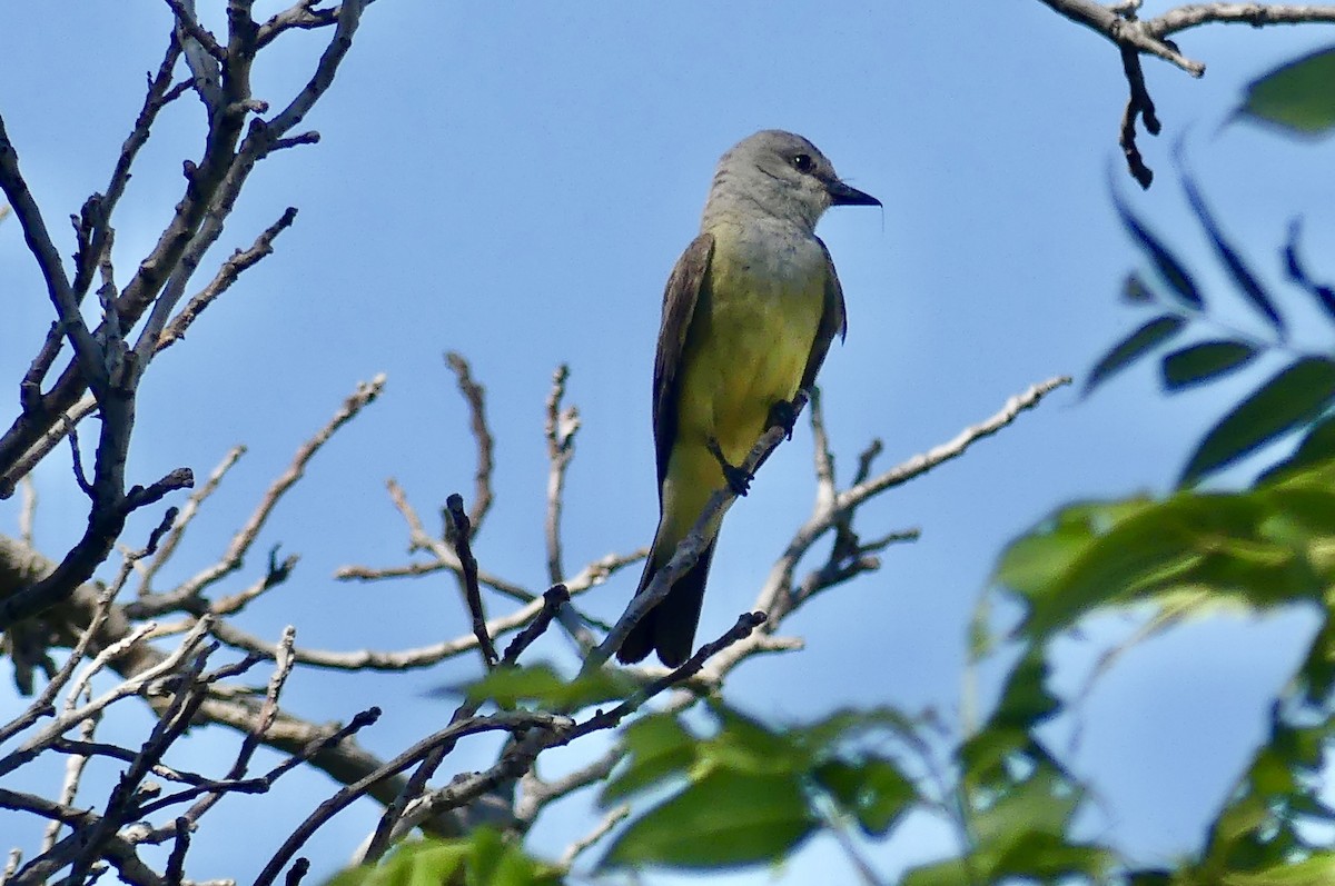 Western Kingbird - ML638938430