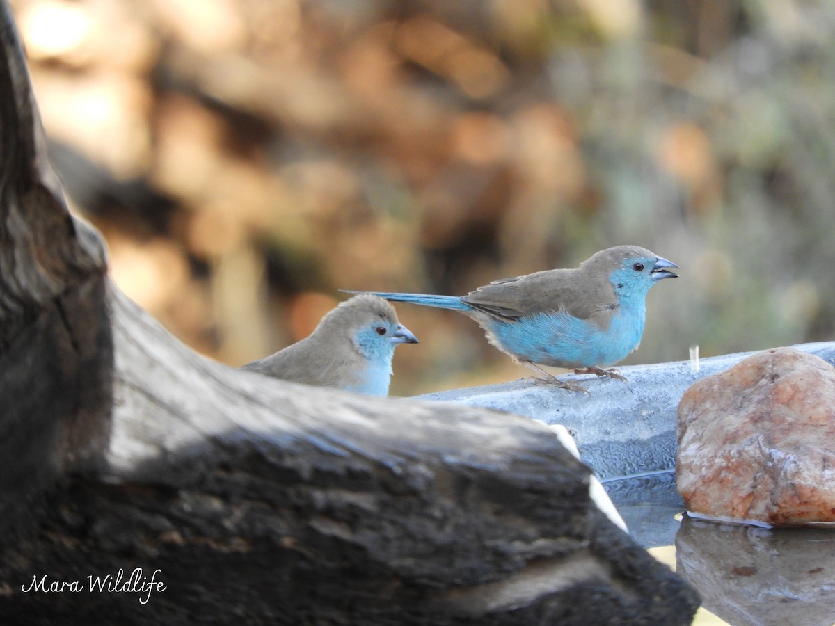 Southern Cordonbleu - ML638938431