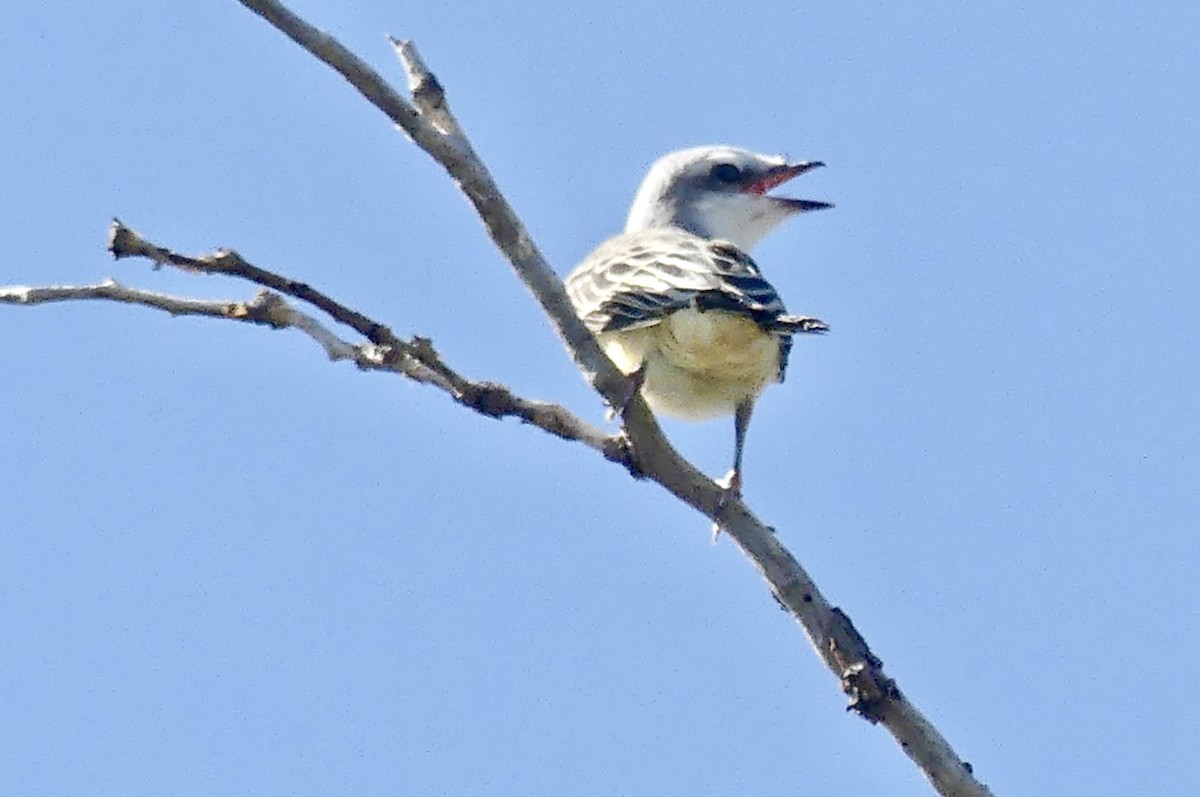 Scissor-tailed Flycatcher - ML638938440